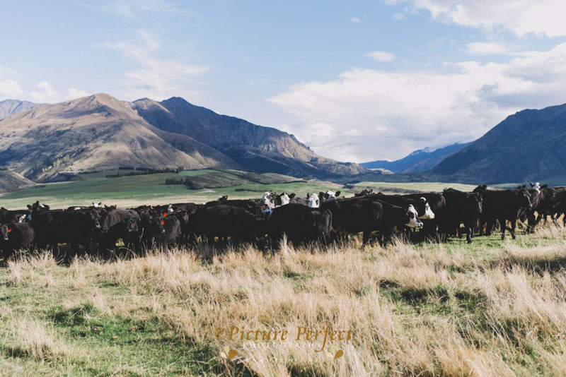 katie mike wanaka wedding photos 0169 2